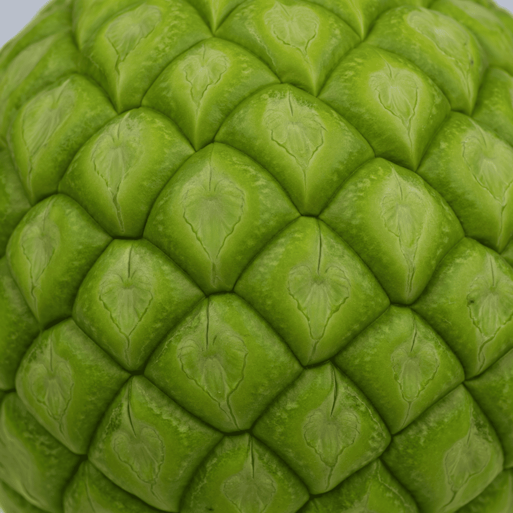 Gros plan sur l'écorce de l'anone 